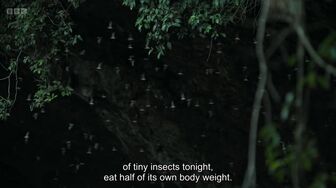 Evolution 2026 S01E03 The Bat 720p ENGLISH SUBT